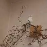Luca  erobert die Äste
