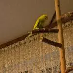Fabio ein neuer pfiffiger Junge