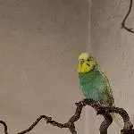 Sandro aus dem Tierheim