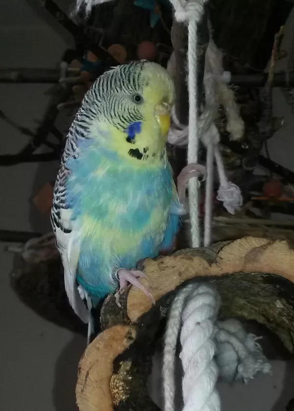Wellensittich-Bild: Egal was ich neues hinhänge, Tabsi ist die erste die es in Augenschein nimmt. Meine kleine Heldin hat eigentlich vor nix Angst und macht es den anderen so sehr viel leichter sich auf neues einzulassen. Und hier sieht sie doch aus wie eine kleine Piratin auf ihrem Segelschiff, oder?