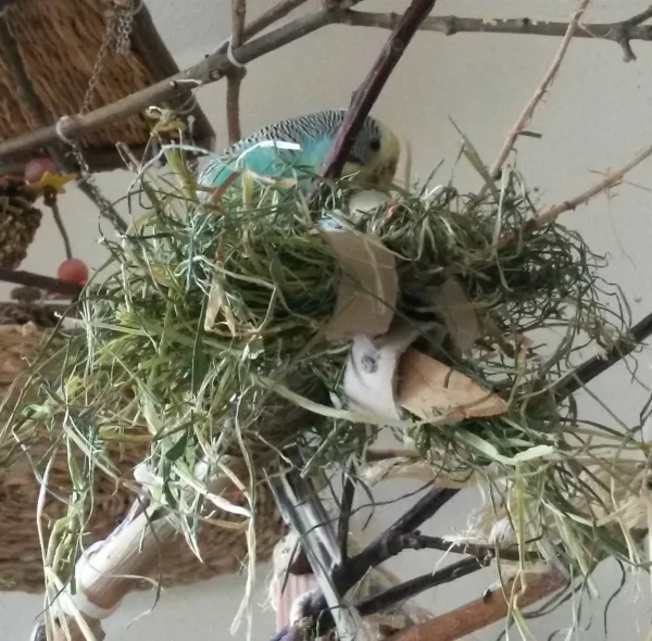 Wellensittich-Bild: Auch wenn man sie kaum sieht, aber die kleine Maus hat sich so über das Heu gefreut, dass sie kaum mehr zu bändigen war. Auch wenn ich mir große Mühe gegeben hab, das da alles reinzustopfen, es hat großen Spaß gemacht, ihr dabei zuzusehen wie sie wieder alles rausgezuppelt hat *gggg*. (Ok, das aufräumen war nicht so lustig, aber eeeegal.)