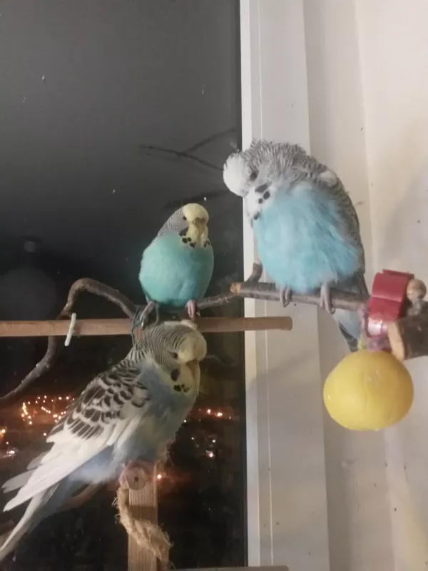 Wellensittich-Bild: ... wird noch ein bischen gemeinsam aus dem Fenster geschaut. Die Lichter draußen scheinen spannend zu sein, aber die drei sind schon fast am einschlafen und haben alle ihren Pyjama an :)
v.u.l. Tabsi, Püppi, Krümel