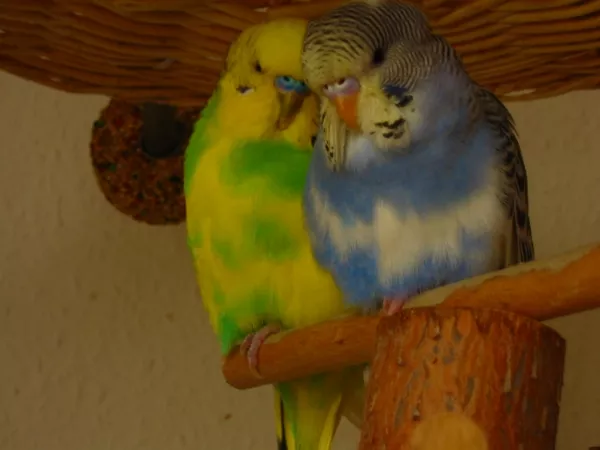 Wellensittich-Bild: Denkste, dass is ne optische Täuschung.
Manchmal darf Tabsi so nah an Mini ran, aber nur weil er noch ganz müüüde ist.