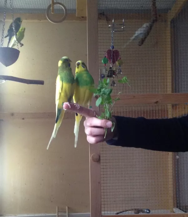 Wellensittich-Bild: Lui und Yogi sind immer total süß zusammen. Der Futterneid ist hier eigentlich unnütz. Yogi fütter Lui sowieso nach jedem Fressen. Dieser gibt es dann an meine Henne Sammy weiter.