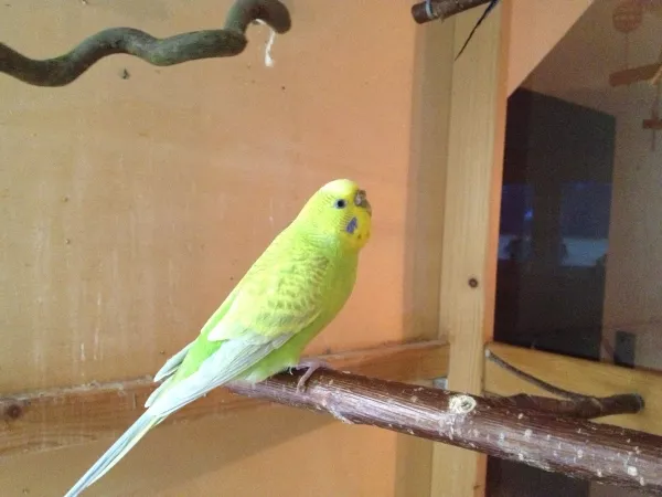 Wellensittich-Bild: Dies ist meine Henne Sammy, die Diva unter meinen Wellis. Sie macht nur was ihr gefällt. Zum Fressen auf den Boden fliegen hat sie nicht nötig. Dafür gibts ja den Hahn Lui, der ihr alles auf ihren Lieblingsplatz bringt. Das gilt auch für Leckerbissen, weshalb sie auch nicht auf die Hand kommt, weil die Mühe muss sie sich ja nicht machen. Sie wartet einfach bis Lui ihr das Futter bringt.
