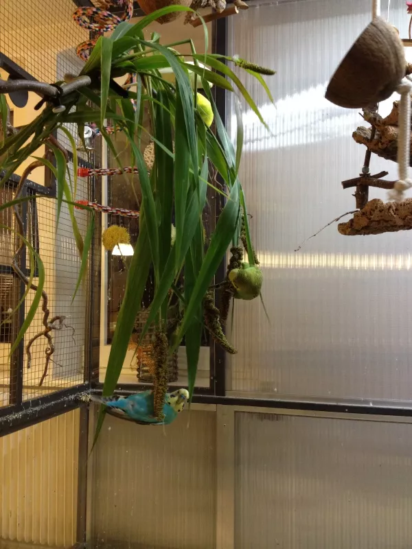 Wellensittich-Bild: Luke und Mäxchen naschen frische Hirse und zeigen dabei wie gut sie klettern können. Oben auf dem Bild ist Lucy versteckt.