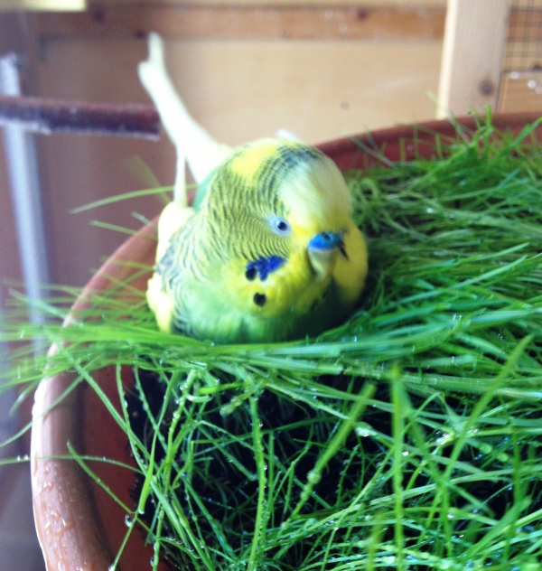 Wellensittich-Bild: Yogi hat gerade entdeckt, dass er Gras nicht nur fressen kann sondern sich auch wunderbar reinlegen kann.