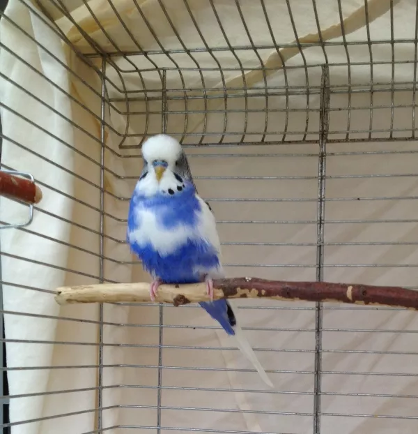 Wellensittich-Bild: Das ist Joe. Ich hab ihn hier im Welli.net als Vermittlungstier gefunden. Auf diesem Foto ist er gerade auf dem Weg in sein Neues Zuhause.