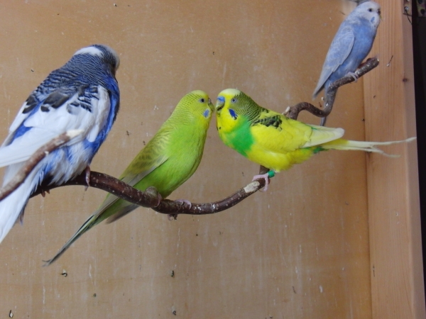 Wellensittich-Bild: Lui turtelt mit Sammy(Henne). Rechts im Bild ist Blue. Links sitzt Joe.
