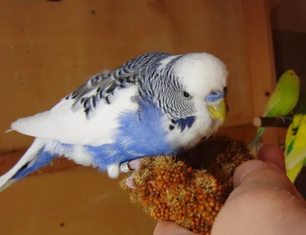 Wellensittich-Bild: Joe hat sich durchgesetzt und die Kolbenhirse erobert.