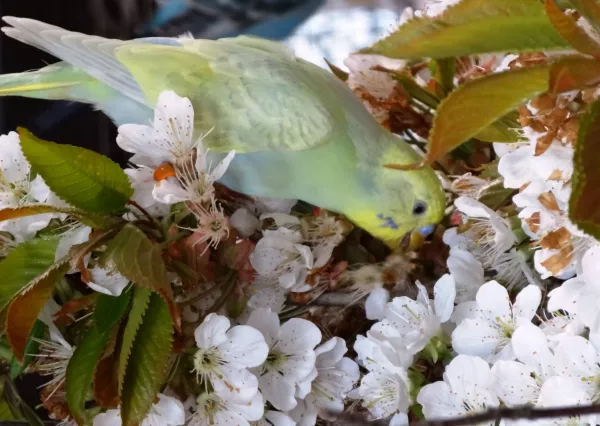 Wellensittich-Bild: Eddie freut sich über die Kirschbaumblüten.