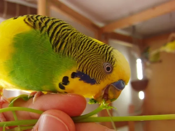 Wellensittich-Bild: Für Futter kommt Lui immer auf die Hand. Bei frischer Vogelmiere darf ich mich dann auch mit der Kamera nähern.