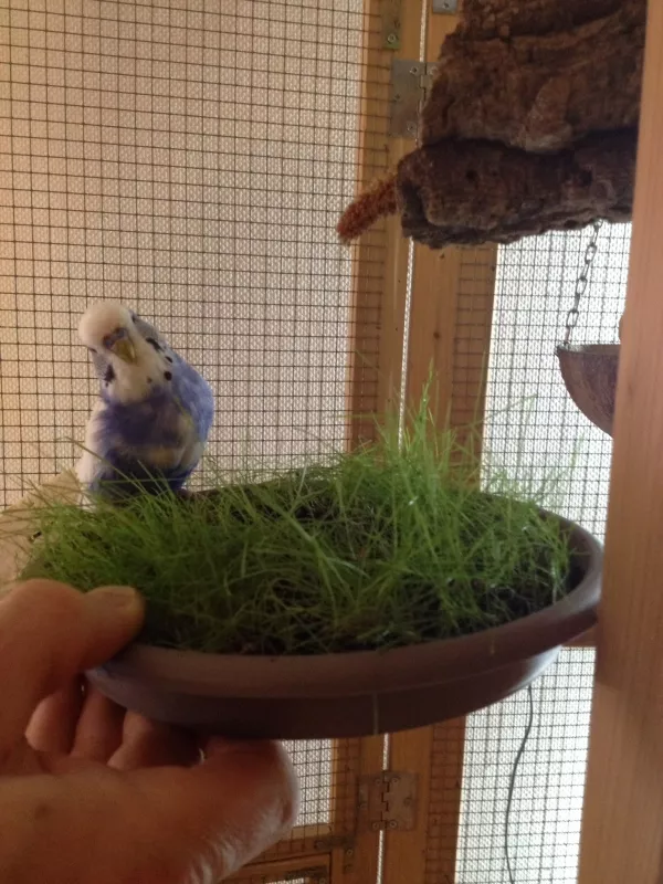 Wellensittich-Bild: Im Winter lasse ich mir meist was einfallen um den Grünzeughunger meiner Wellis zu stillen. Neben Äpfeln und anderem Obst mögen meine sehr gerne Gras, das ich in Schalen für sie züchte. Joe entdeckt dabei allerdings die versteckte Kolbenhirse. 