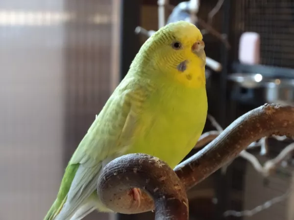Wellensittich-Bild: Ein Portraitfoto von Sammy