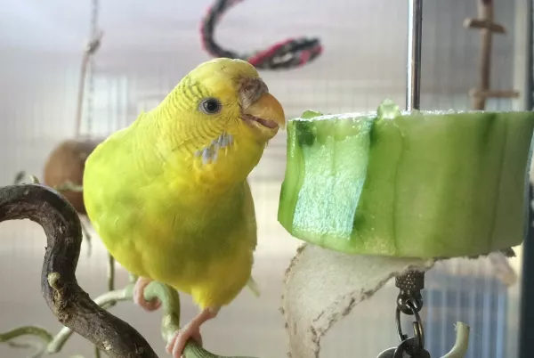 Wellensittich-Bild: Lucy lässt sich die frische Gurke schmecken.