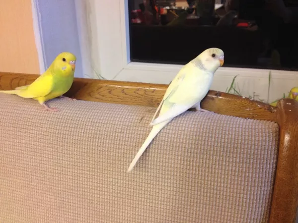 Wellensittich-Bild: Lucy und Fiene sitzen hier auf der Rückenlehne meiner Esszimmerbank um gleich zum frischen Grün auf der Fensterbank zu starten. Wo es Menschen bequem haben, kann auch Welli gut Pause machen.