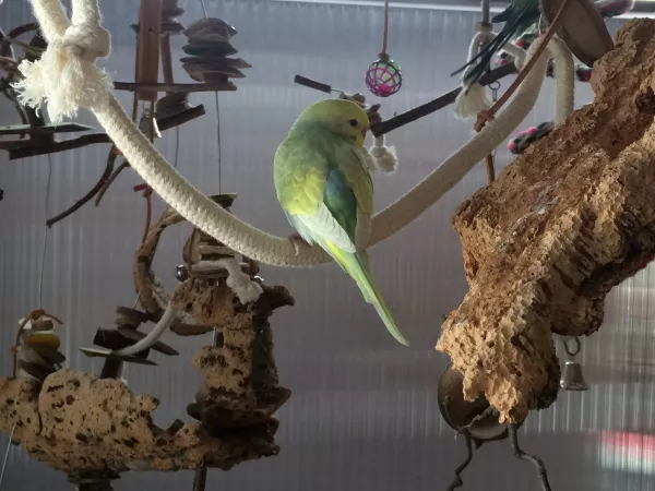 Wellensittich-Bild: Hier ist Eddie am Tag des Einzugs zu sehen.