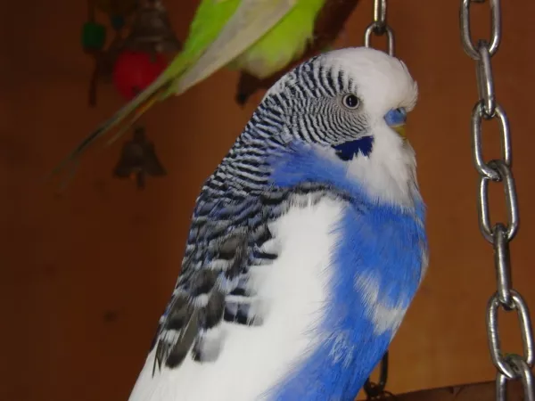 Wellensittich-Bild: Joe mit strengen Blick.