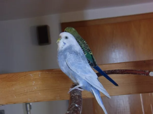 Wellensittich-Bild: Blue mit Mäxchen in der alten Voliere.