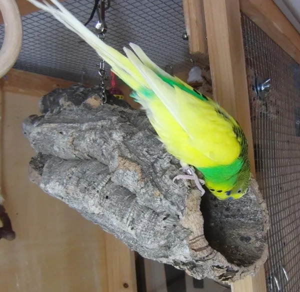 Wellensittich-Bild: Lui sucht wohl gerade sein Weibchen Sammy. Ist sie wohl in der Korkröhe und schreddert wieder?