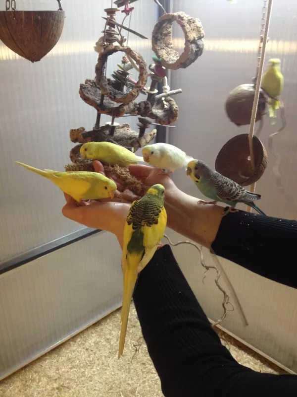 Wellensittich-Bild: Hier lässt sich meine Bande aus der Federburg die Hirse schmecken. Zu sehen sind Yogi, Lucy, Amy, Fiene und Luke, im Hintergrund verschwommen auch Sammy.