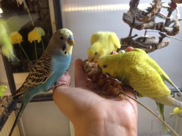 Wellensittich-Bild: Luke, Lucy und Moni lassen sich die Hirse schmecken.