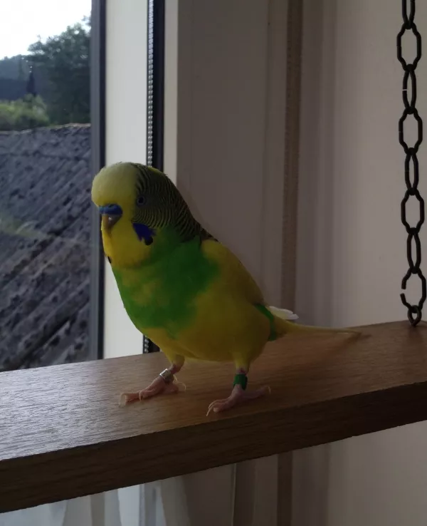 Wellensittich-Bild: Lui hat es mal wieder in die Küche vors Fenster geschafft, obwohl er da eigentlich nicht hin darf. So wie er schaut weiß er das auch genau.