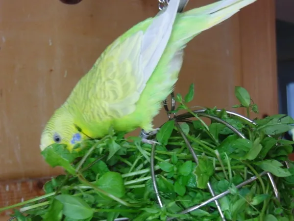 Wellensittich-Bild: Sammy schmeckt die Vogelmiere.
