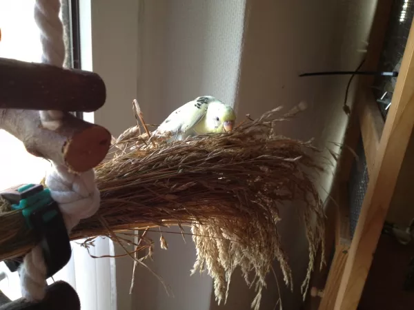 Wellensittich-Bild: Kiki hat sich teilweise Ewigkeiten mit den Gräsern beschäftigt und sie geschreddert. Womit sie aber auch wunderbar die Menschen dazu brachte sich mit dem Staubsauger zu beschäftigen ;-)