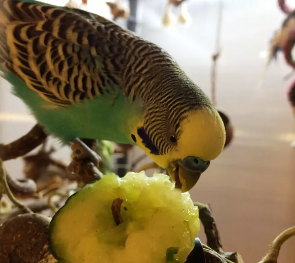 Wellensittich-Bild: Nun kann auch Luke sich die Gurke schmecken lassen. Er ist wohl nicht der erste, wenn man sich die Gurke so ansieht.
