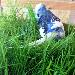 Joe in der Grasschale