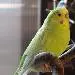 Sammy