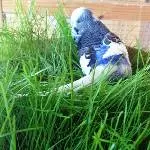 Joe in der Grasschale