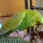 Sammy auf der Hand