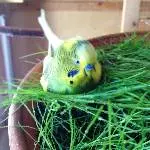 Mhh, so viel leckeres Gras