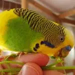 Lui liebt Vogelmiere