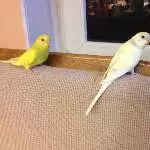 Lucy und Fiene