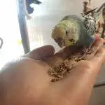 Datchi auf der Hand