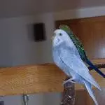 Blue und Mäxchen