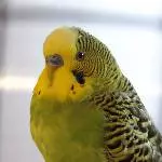 Portraitfoto Mäxchen