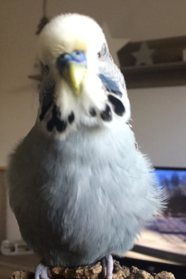 Wellensittich-Bild: Was guckst du???