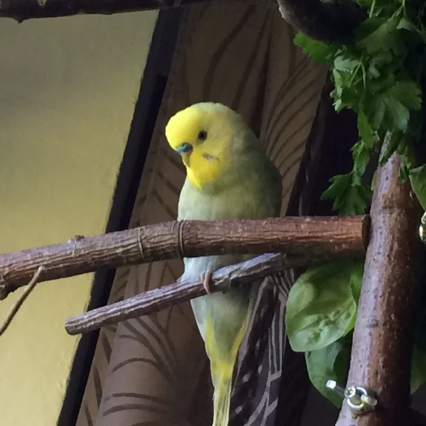 Wellensittich-Bild: ... und als Poser geboren :D