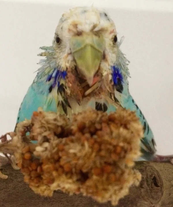 Wellensittich-Bild: Erst die Medi, dann das Leckerchen! :)