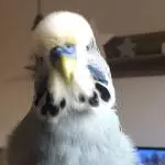 Kenny der Poser