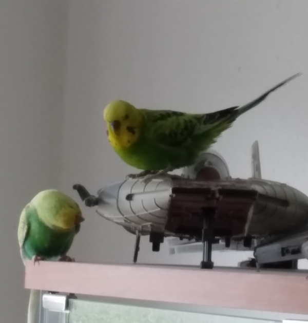 Space Budgies