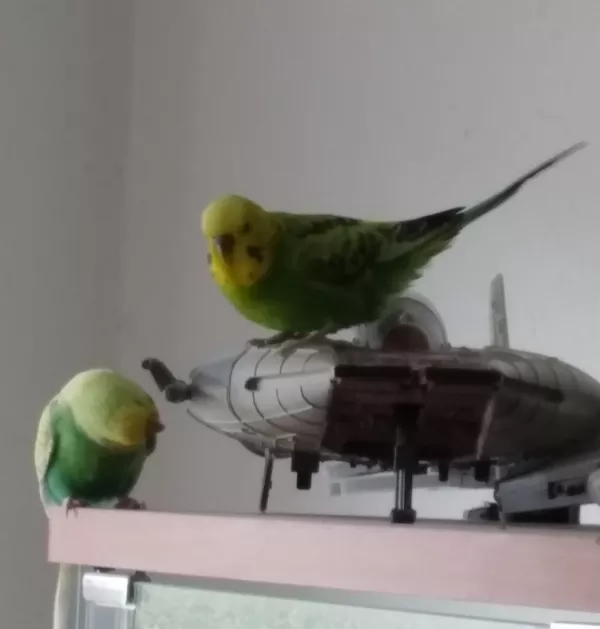 Wellensittich-Bild: Jyn und Sherlock beim Check ihres Raumschiffs.