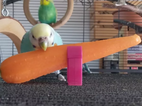 Wellensittich-Bild: Lilly ist die Meisterin im Karotten-Schreddern. Da macht ihr keiner was vor.