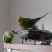 Space Budgies