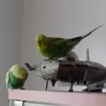 Space Budgies