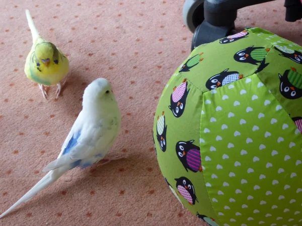 Wellensittich-Bild: ...wir spielen mit dem Pusteball